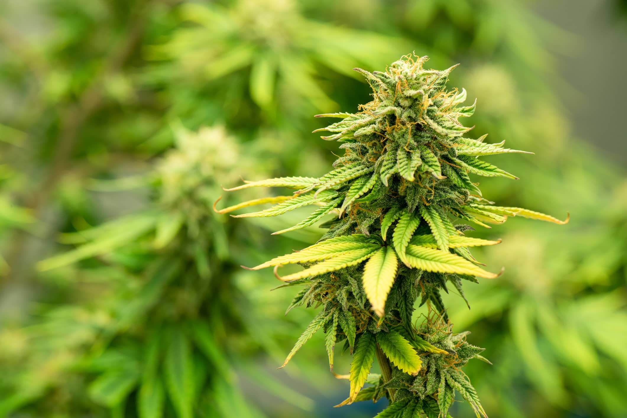 Blooming Cannabis