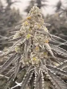 Grass Roots Marijuana